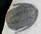 Nice Multi-Toned Cornuproetus Trilobite #24593-1